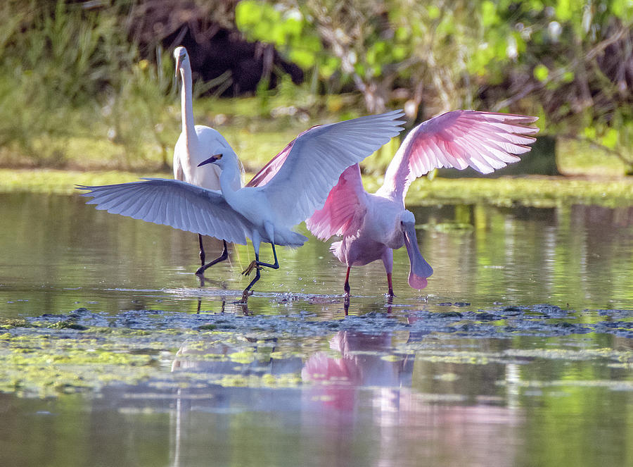 Snowy Egret - Great Egret - Roseate Spoonbill 8276-060121-2 Photograph by Tam Ryan