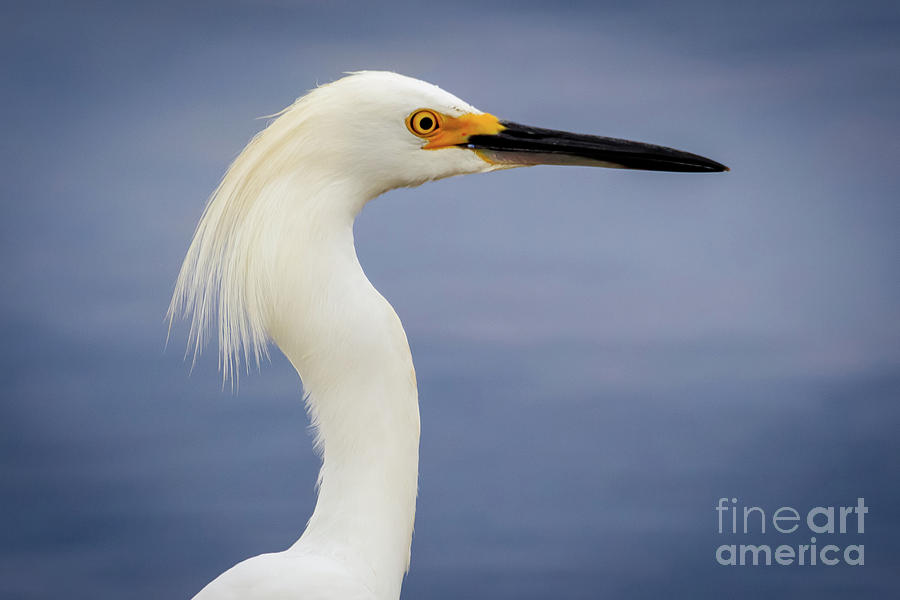 Snowy egret head shot on a lakeshore Photograph by Richard Smith