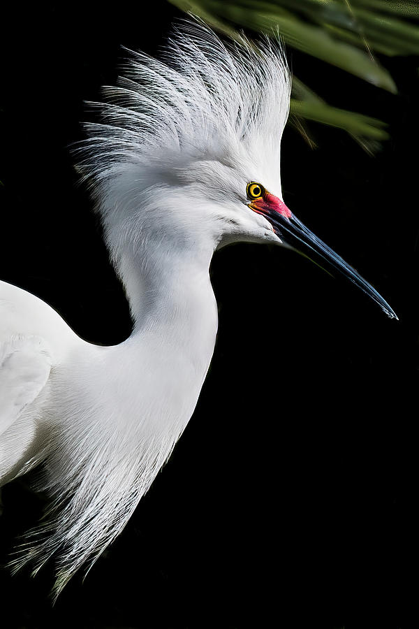 Snowy Egret Hair Do Photograph by Ginger Stein