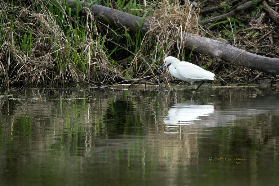 Snowy Egret Hunting Photograph by Ed Peterson