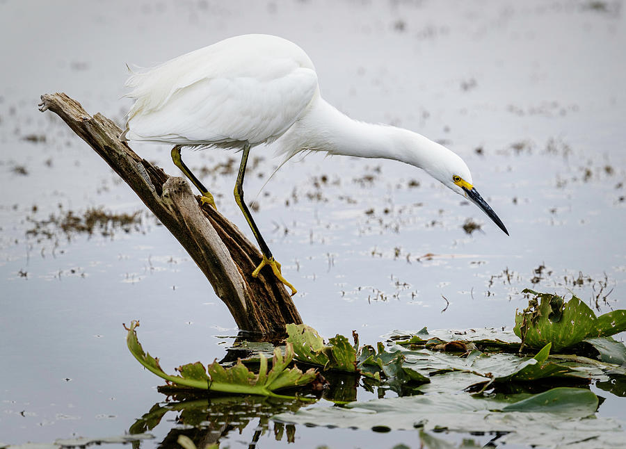 Snowy Egret Hunting Photograph by Fran Gallogly