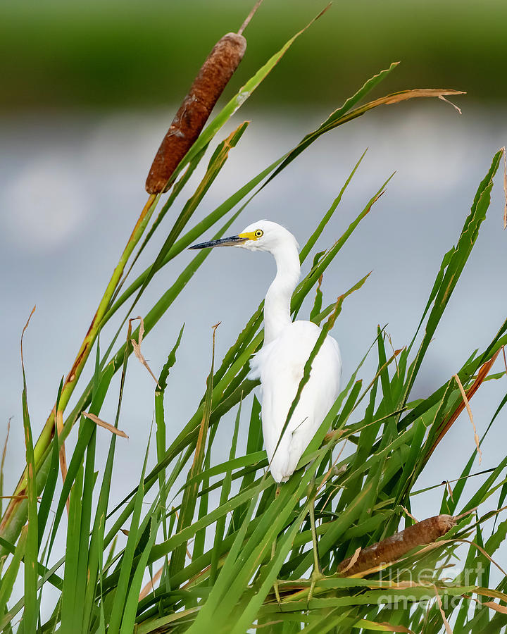 Snowy Egret in Cattails Photograph by Bonnie Barry