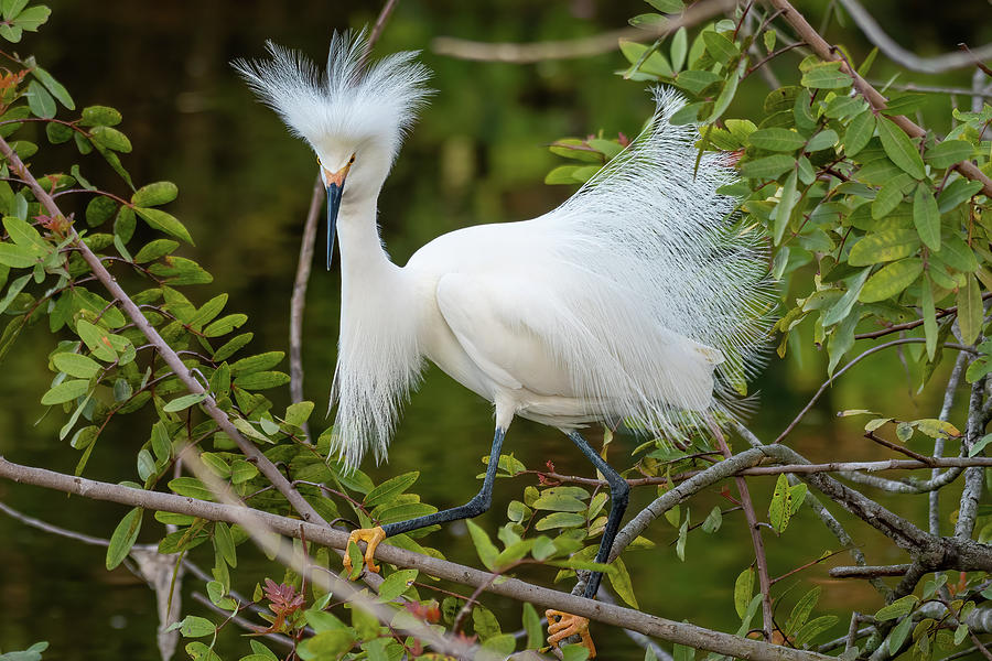 Snowy Egret in Courtship Display Photograph by Bradford Martin