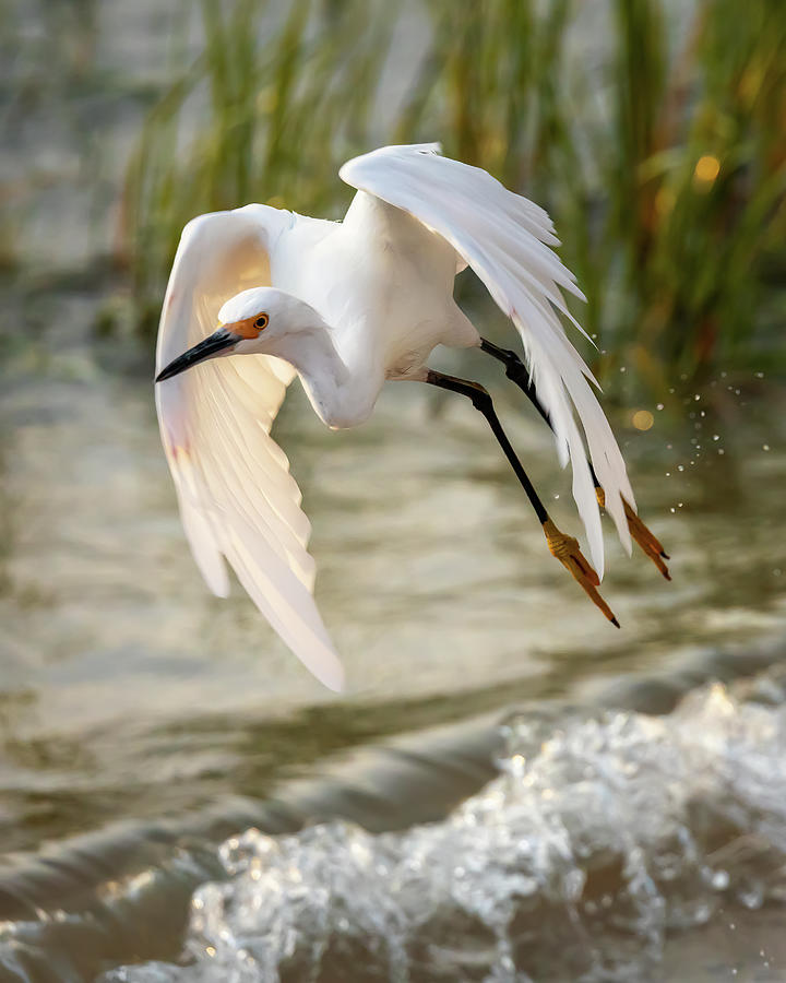 Snowy Egret In Flight Photograph by Bryan Williams
