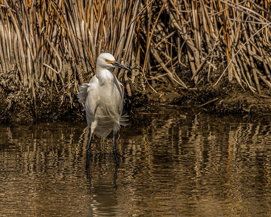Snowy Egret In Idaho Waters Photograph by Yeates Photography