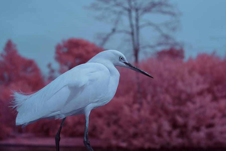 Snowy Egret in Infrared Photograph by Carolyn Hutchins