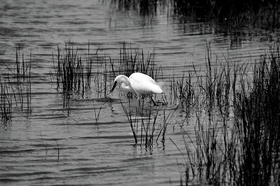 Snowy Egret In Marshlands Black And White Photograph