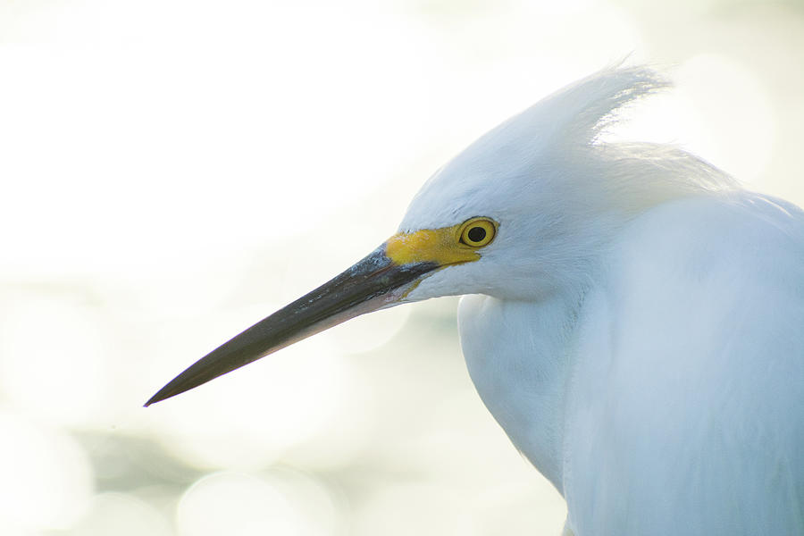 Snowy Egret in Profile Photograph by Mary Ann Artz