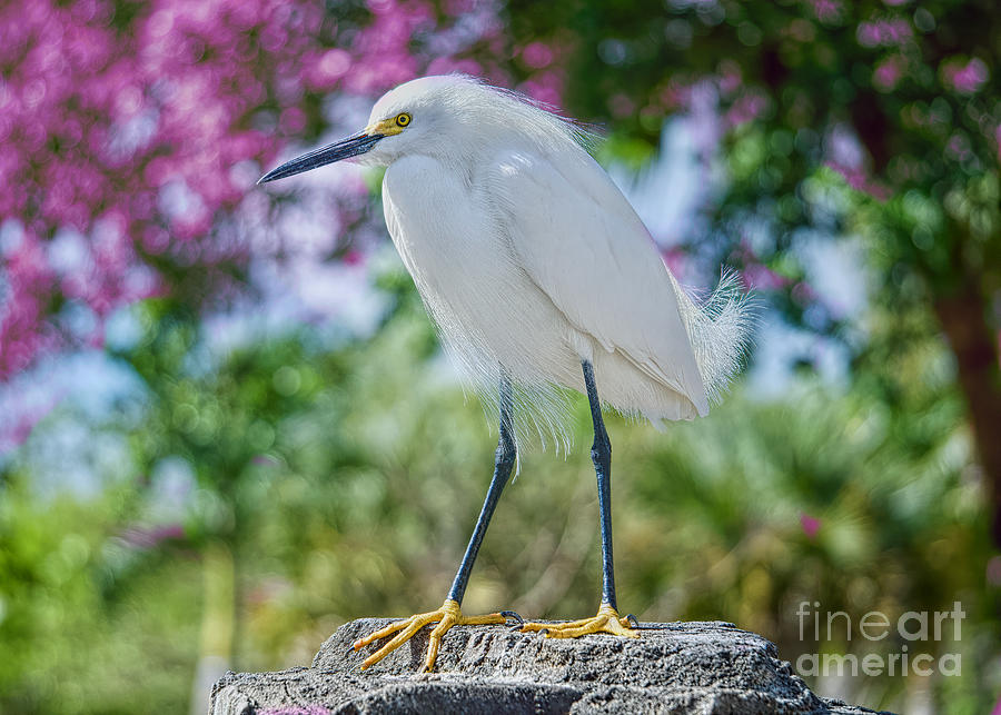 Snowy Egret in Spring Photograph by Judy Kay