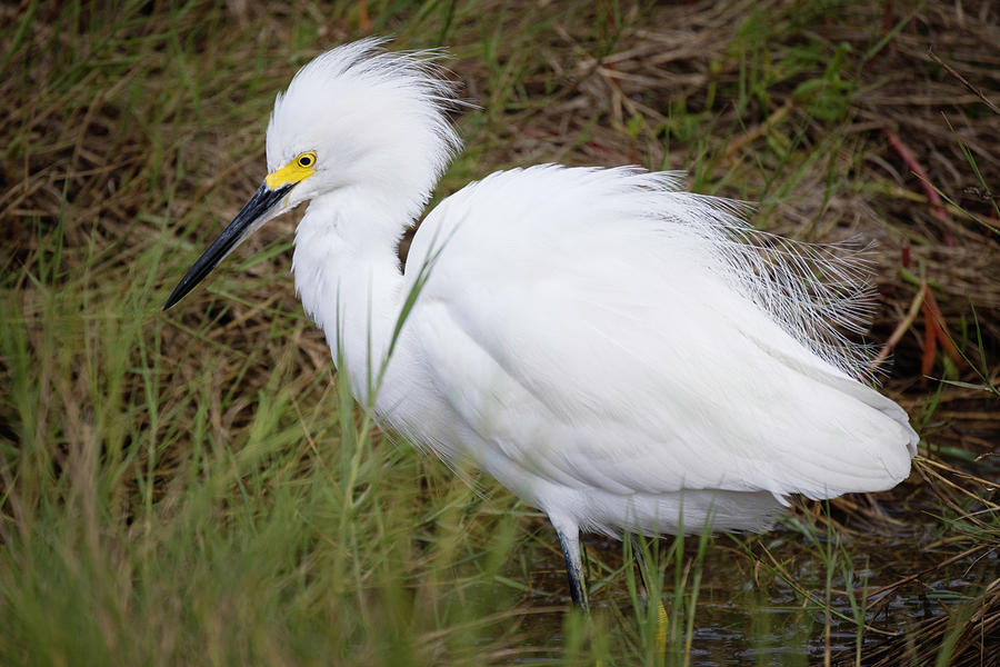 Snowy Egret in Swamp Photograph by Fran Gallogly