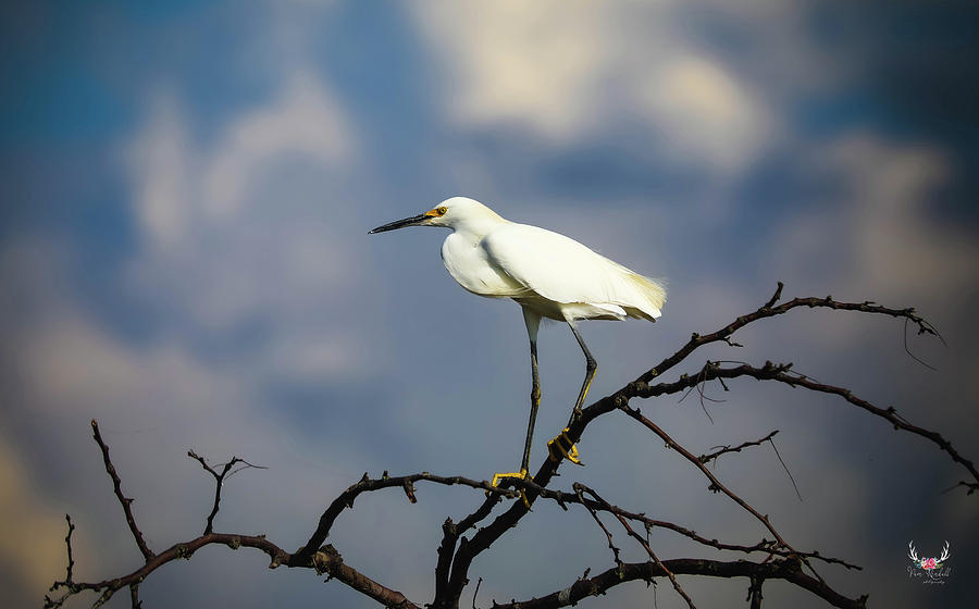 Snowy Egret in the Clouds Photograph by Pam Rendall