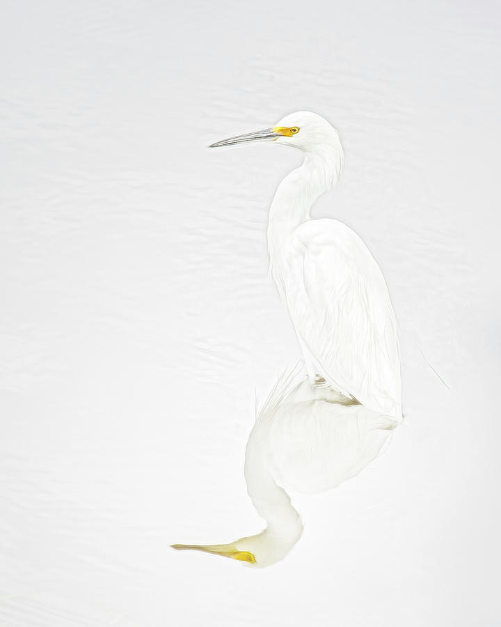 Snowy Egret in the Light Photograph by Mitch Spence