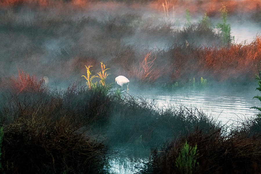Snowy Egret in the Mist 1962-010120-1 Photograph by Tam Ryan
