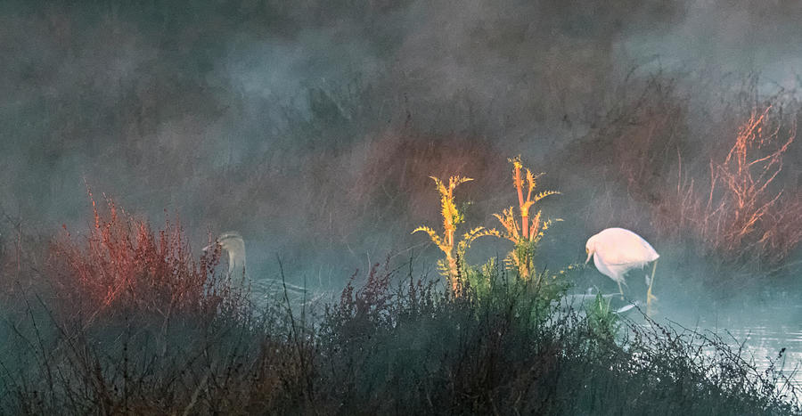 Snowy Egret in the Mist 1962-010120-2 Photograph by Tam Ryan