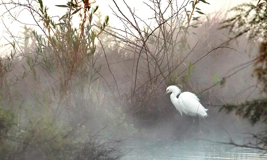Snowy Egret in the Mist 2781-010620-2 Photograph by Tam Ryan