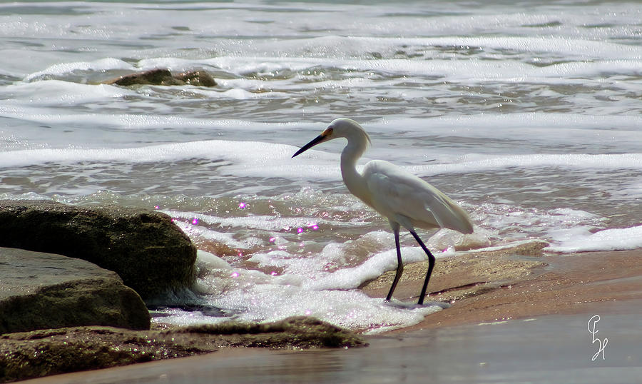 Bird Photograph - Snowy Egret in the rocks by Christopher Haire