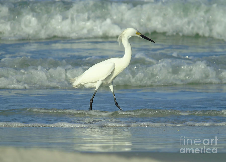 Snowy Egret In The Surf Photograph by D Hackett