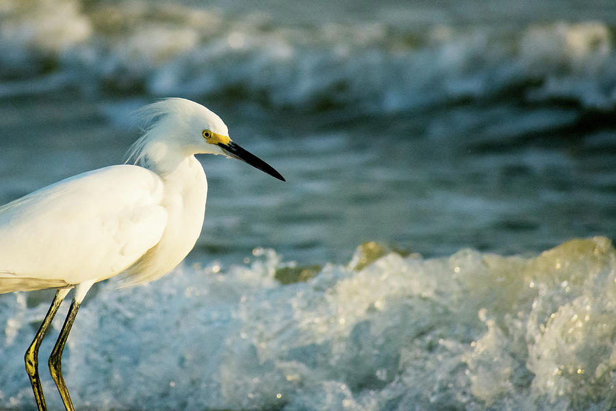 Snowy Egret in the Surf Photograph by Mary Ann Artz