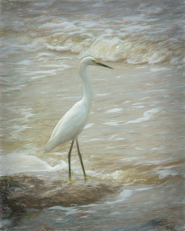 Snowy Egret in the Surf - Painted Photograph by Mitch Spence