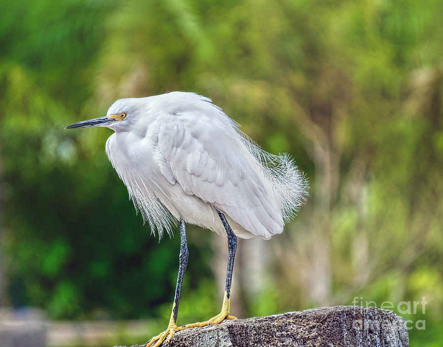 Snowy Egret Photograph by Judy Kay