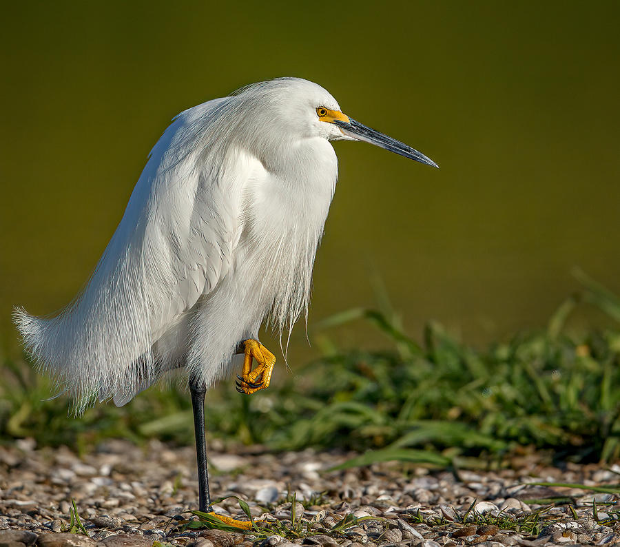 Snowy Egret Photograph by Judy Rogero