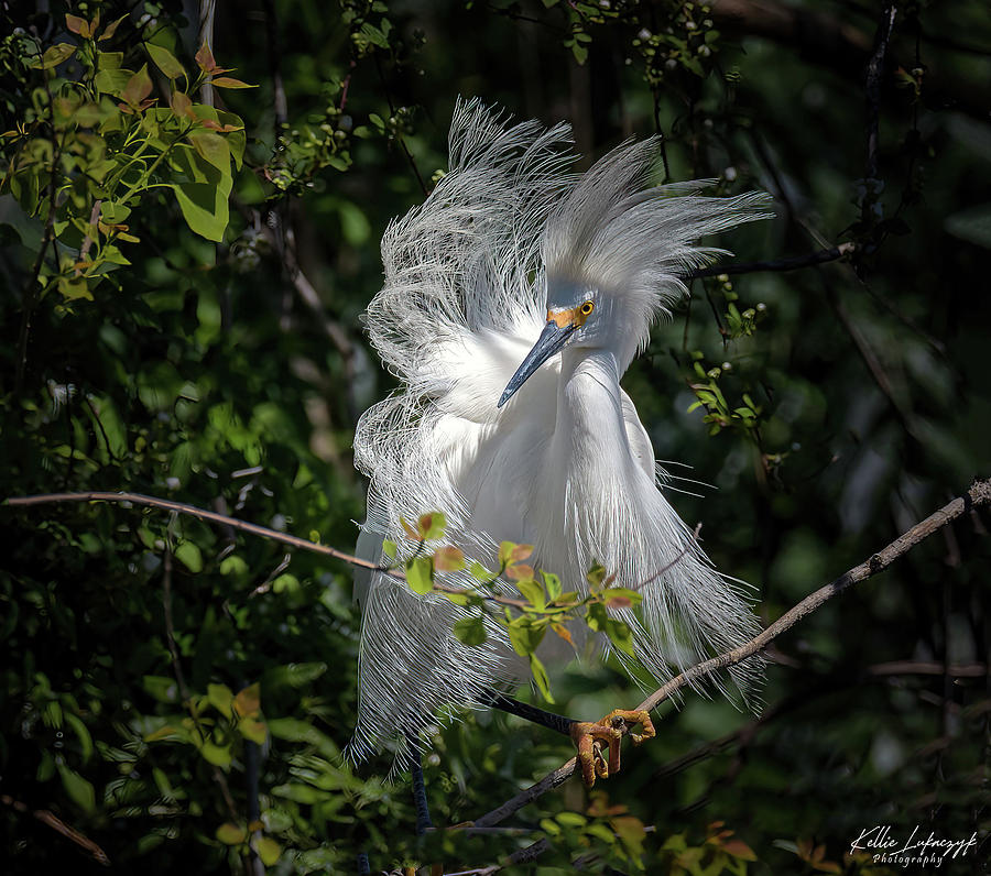 Snowy Egret Photograph by Kellie Lukaczyk - Fine Art America