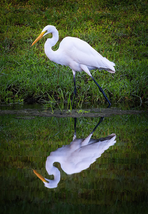 Snowy Egret Photograph by Larry Marshall