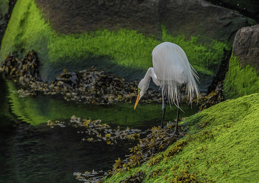 Snowy Egret Looking for a Snack Photograph by Alan Goldberg
