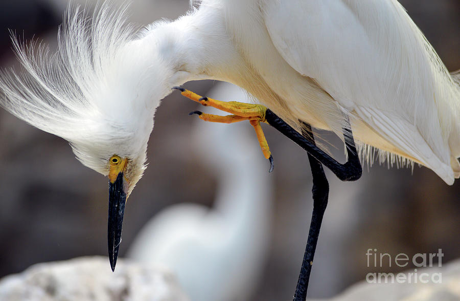 Snowy Egret Photograph by Marie Dudek Brown