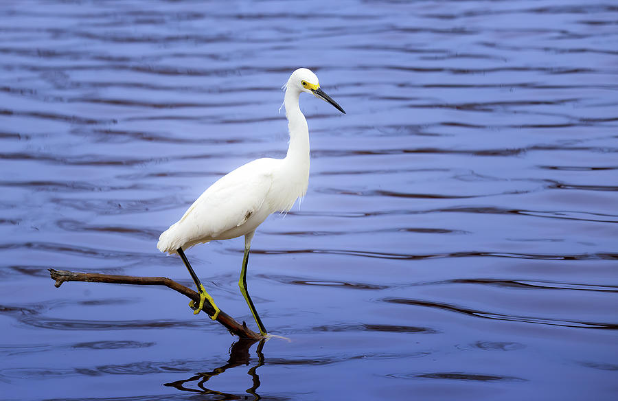 Snowy Egret Photograph by Mark Andrew Thomas