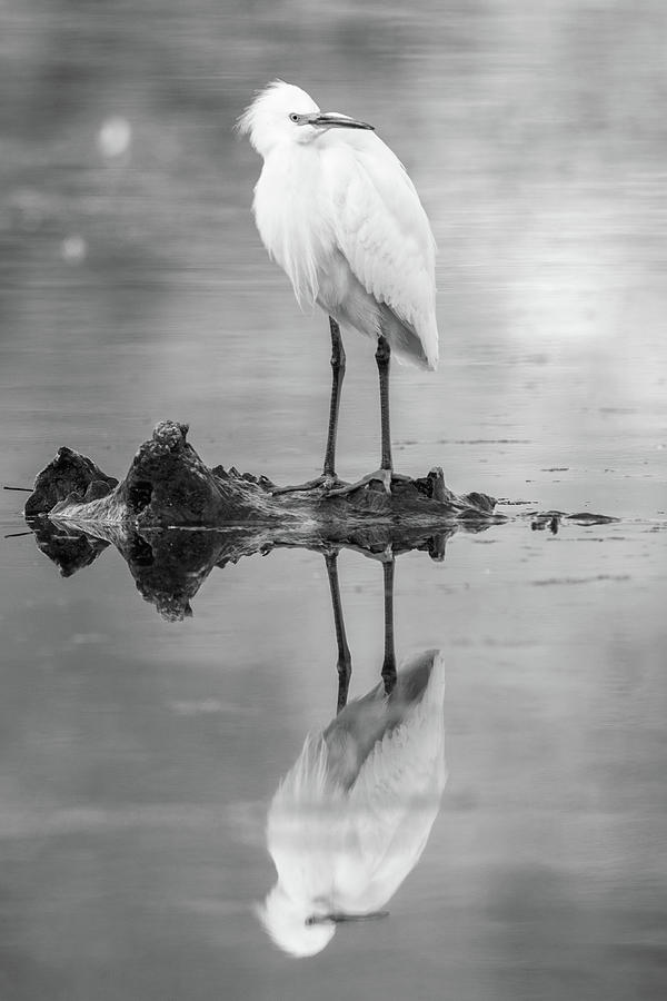 Snowy Egret Photograph by Mike Fusaro