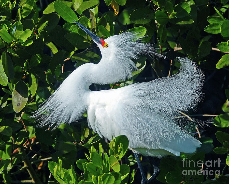 Snowy Egret Natures Masterpiece Photograph by Larry Nieland