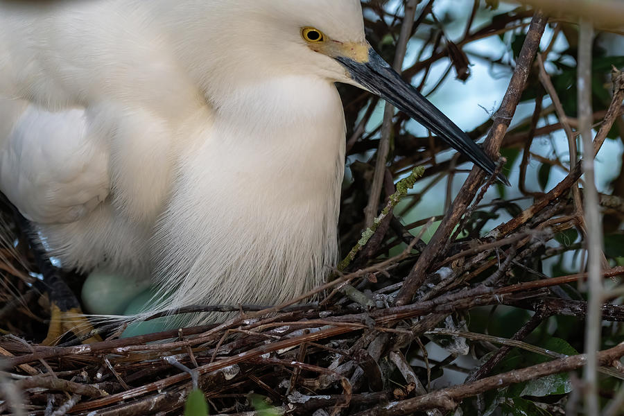 Snowy Egret on a Nest With Eggs Photograph by Bradford Martin