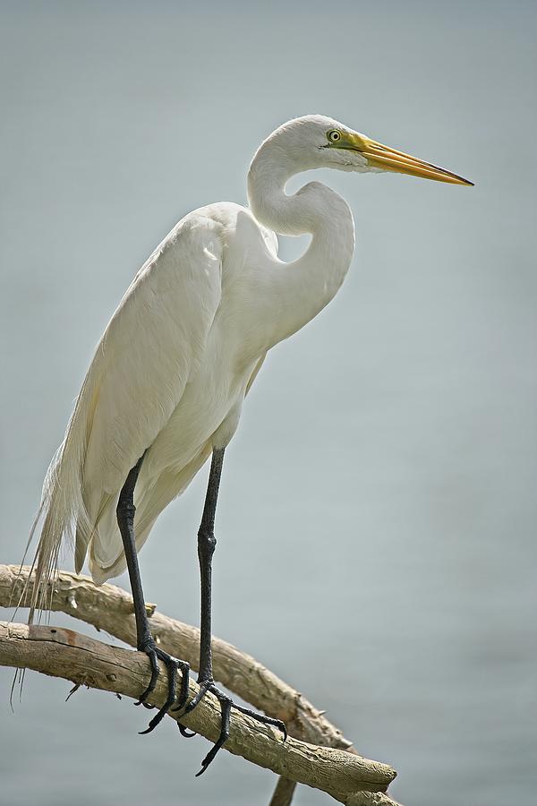 Snowy Egret On Cypress Tree No 2 Photograph by Steve DaPonte