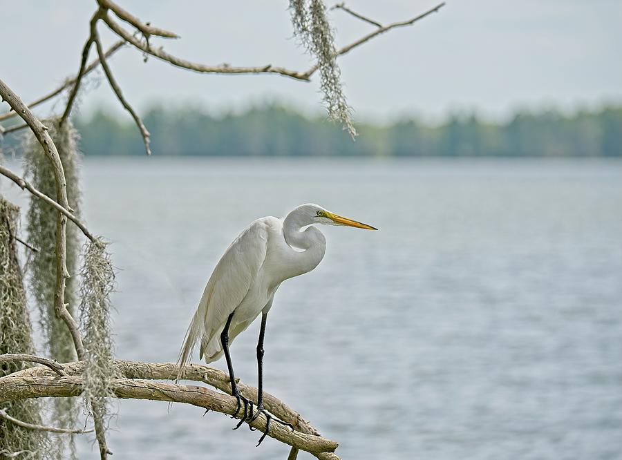 Snowy Egret On Cypress Tree Photograph by Steve DaPonte