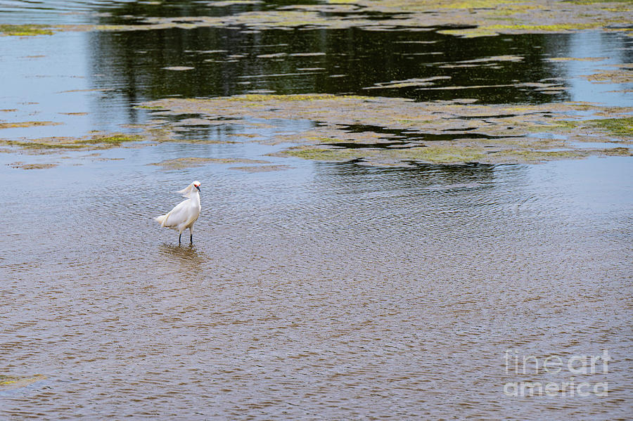 Snowy Egret on Gordons Pond Photograph by Bob Phillips