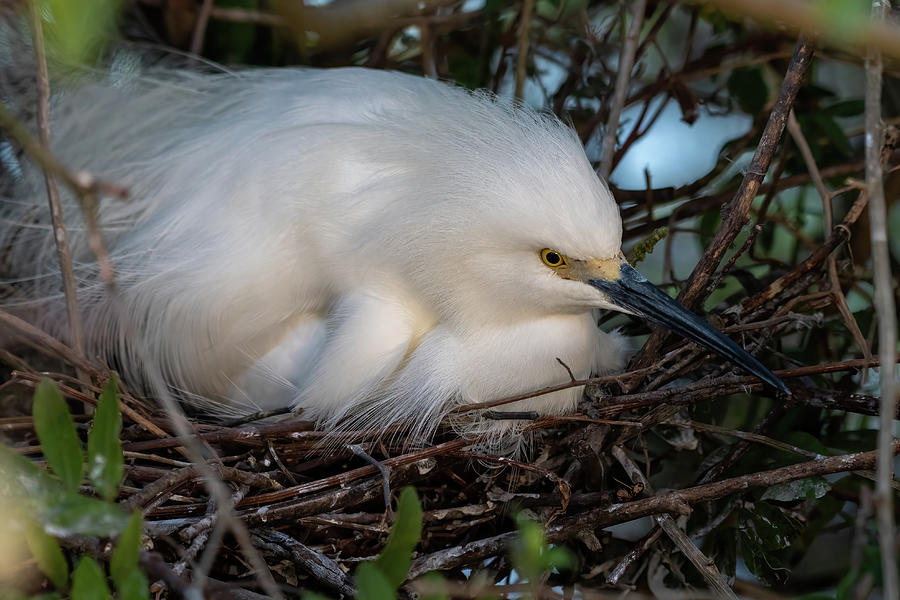 Snowy Egret on Nest Photograph by Bradford Martin