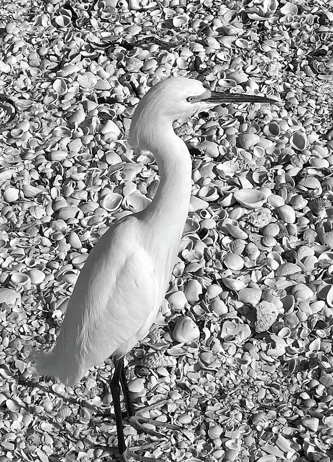 Snowy Egret on Shell-Covered Beach B W Photograph by David T Wilkinson