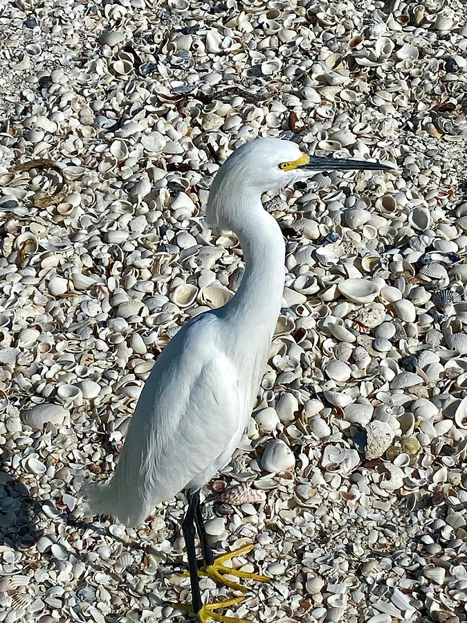 Snowy Egret on Shell-Covered Beach Photograph by David T Wilkinson