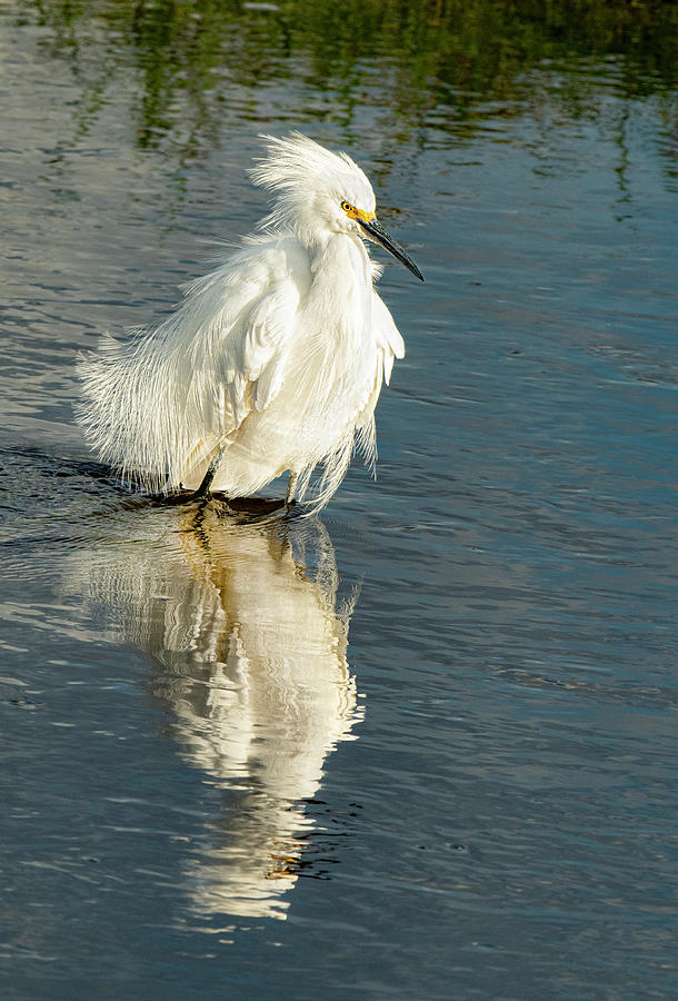 Snowy Egret on the Move Photograph by Gordon Ripley