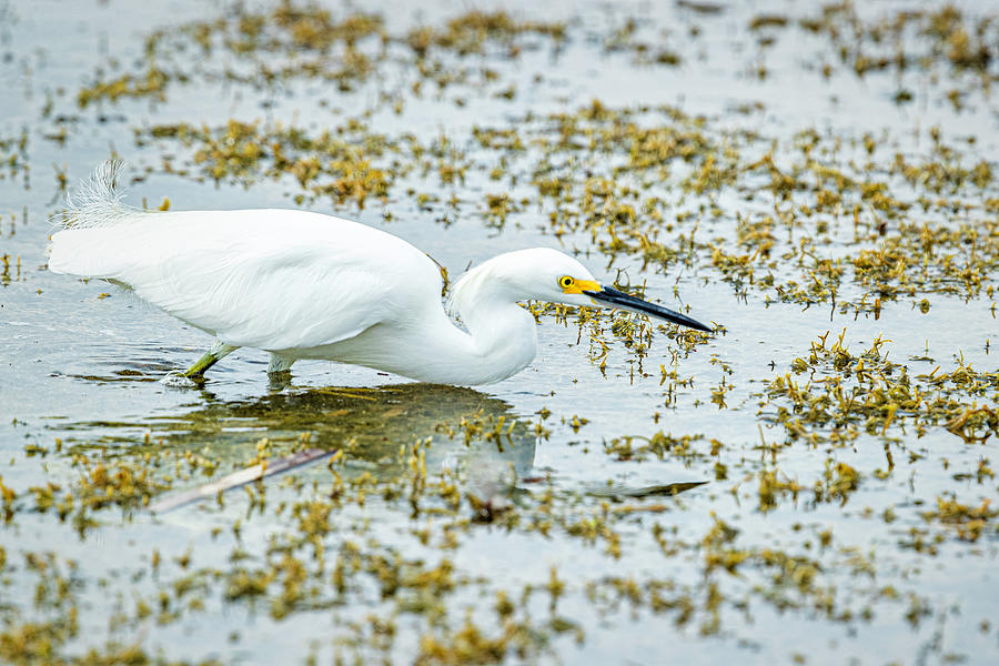 Snowy Egret on the Prowl Photograph by Fran Gallogly