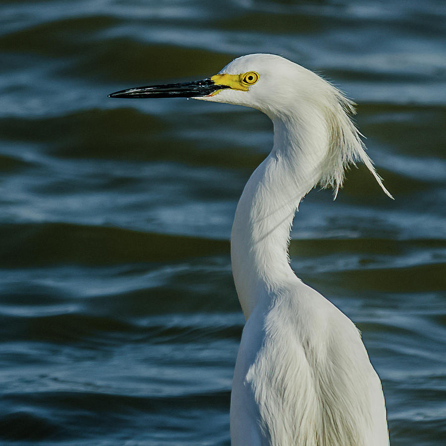 Snowy Egret On The Shore Photograph by Yeates Photography