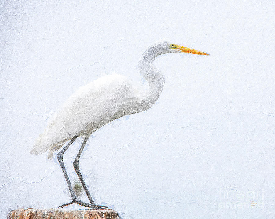 Snowy Egret Painting Digital Art by David Millenheft
