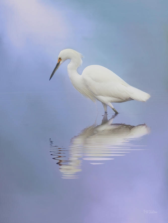 Wading Snowy Egret  Photograph by Pat Watson