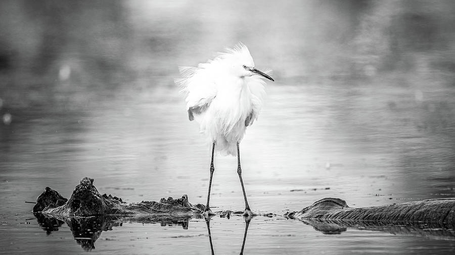 Snowy Egret Perched and Puffed. Photograph by Mike Fusaro