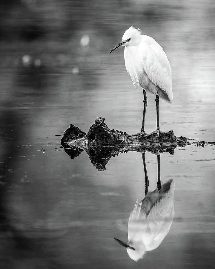 Snowy Egret Perched Photograph by Mike Fusaro