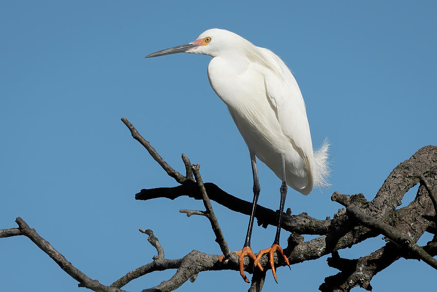 Snowy Egret Perched on a Branch Photograph by Bradford Martin