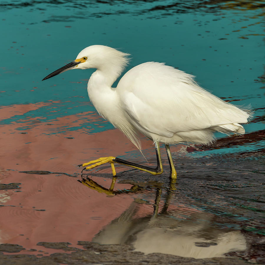 Egret Photograph - Snowy Egret and Colors 01/03 by Bruce Frye