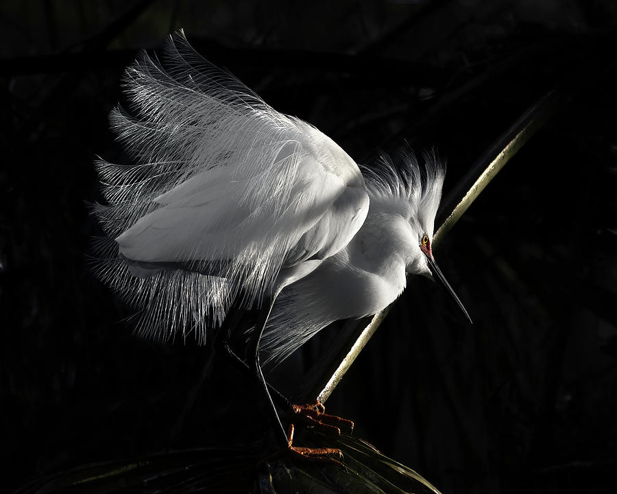 Snowy Egret Plumes Photograph by Wes and Dotty Weber