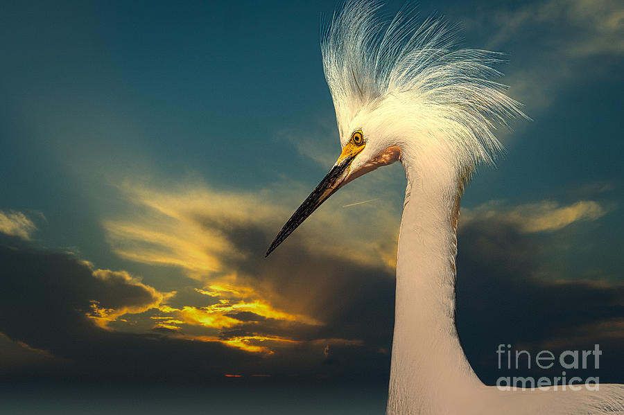 Snowy Egret Portrait and Sunset Photograph by Stefano Senise